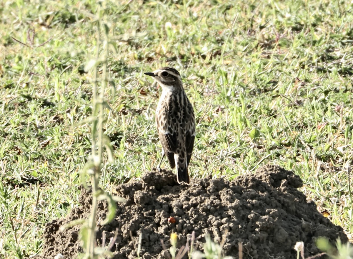 Whinchat - ML618724863