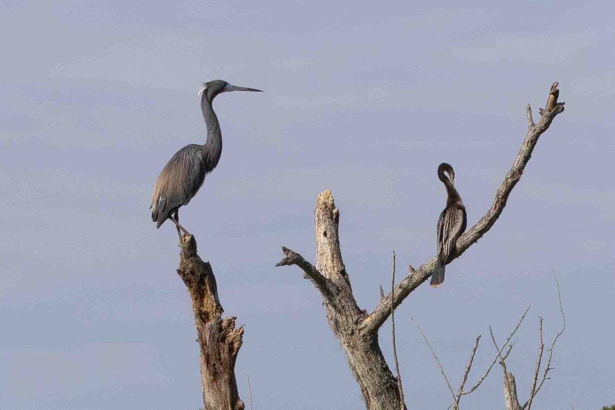 Tricolored Heron - ML618724877