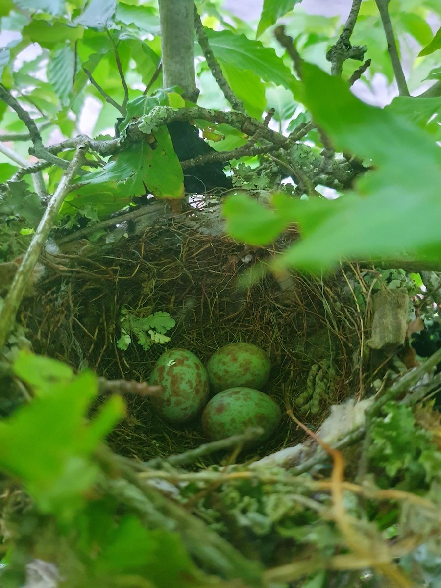 Northern Mockingbird - ML618724911