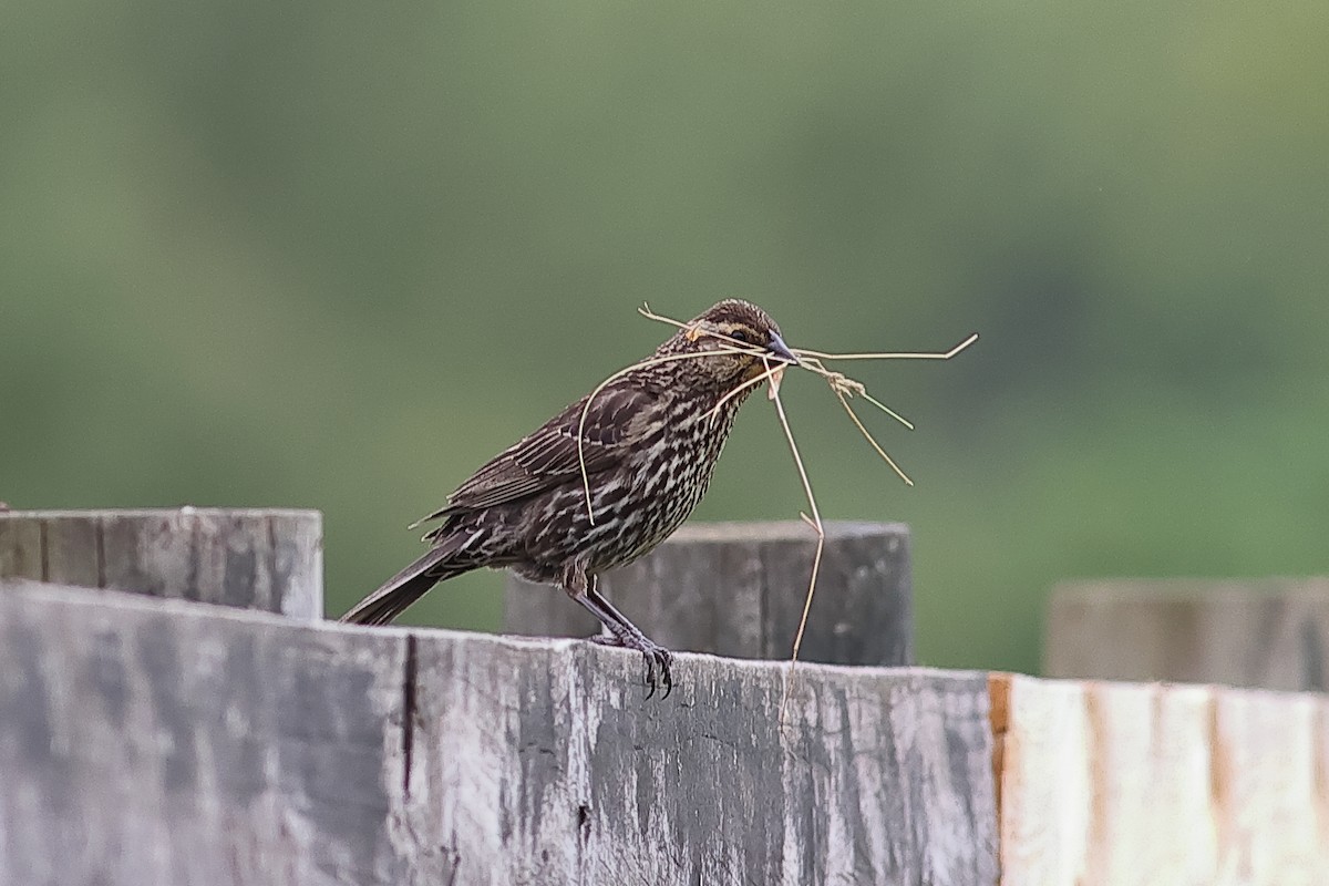 Red-winged Blackbird - John Mercer