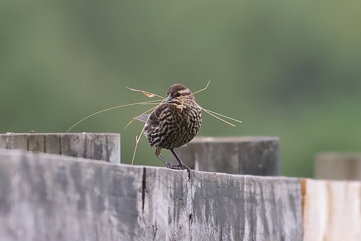 Red-winged Blackbird - John Mercer