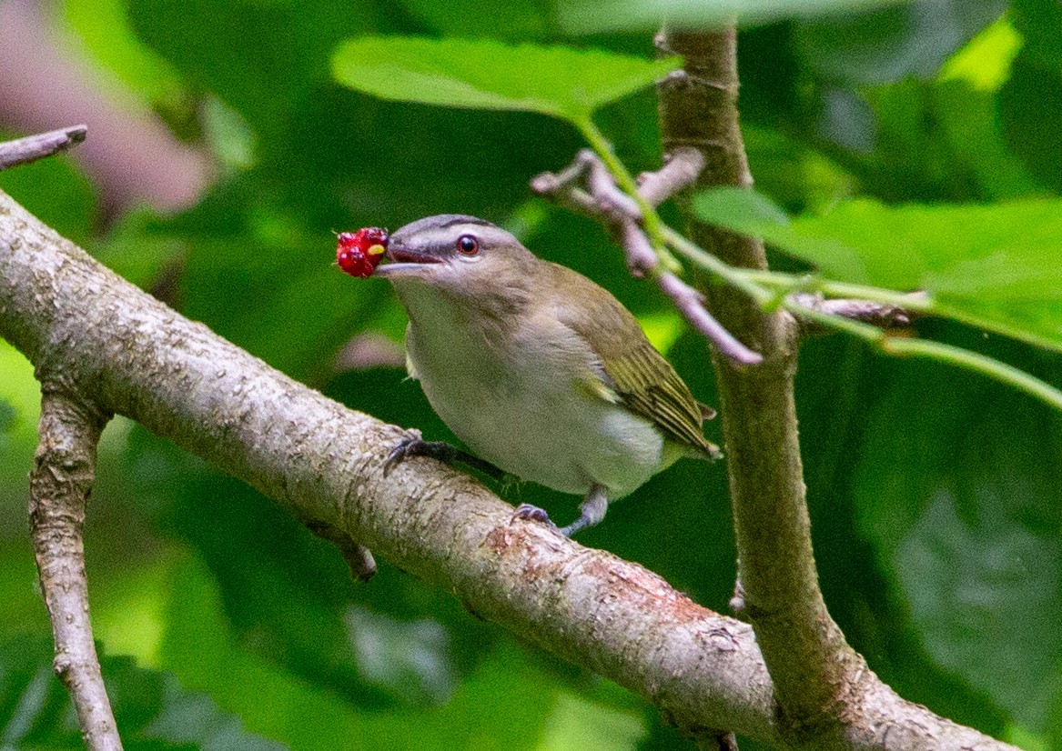 Viréo aux yeux rouges - ML618724979