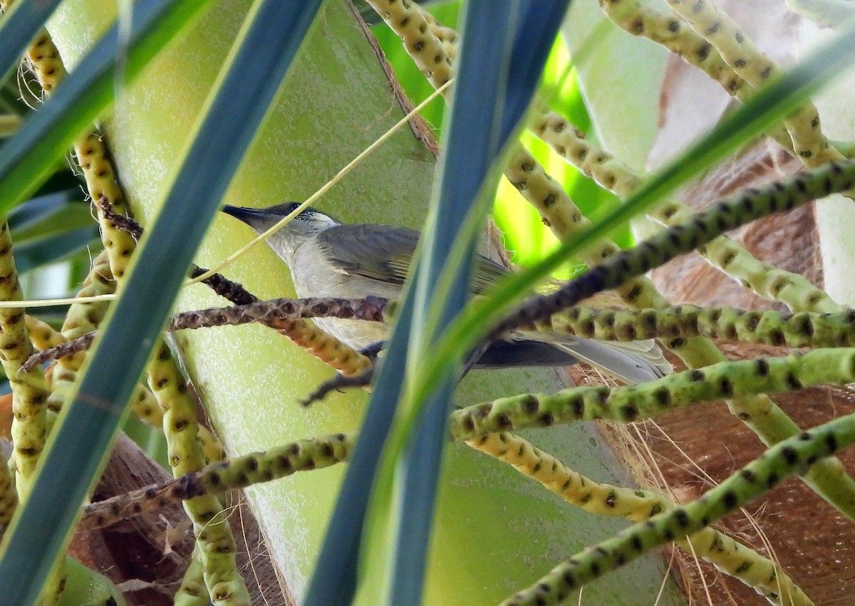 Olive Honeyeater - ML618724983