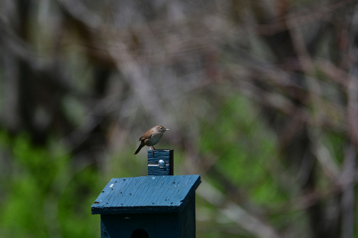 House Wren - ML618724984