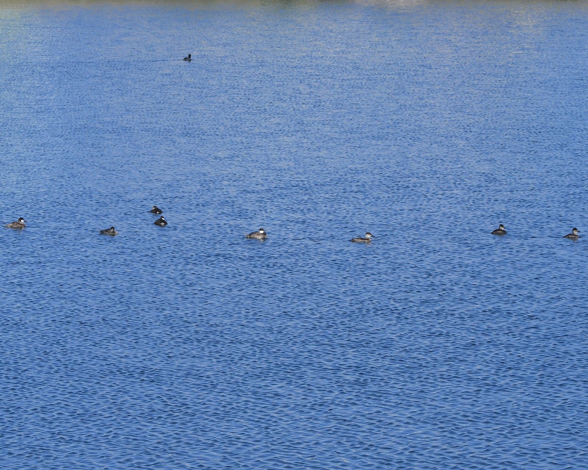 Ruddy Duck - ML618724988