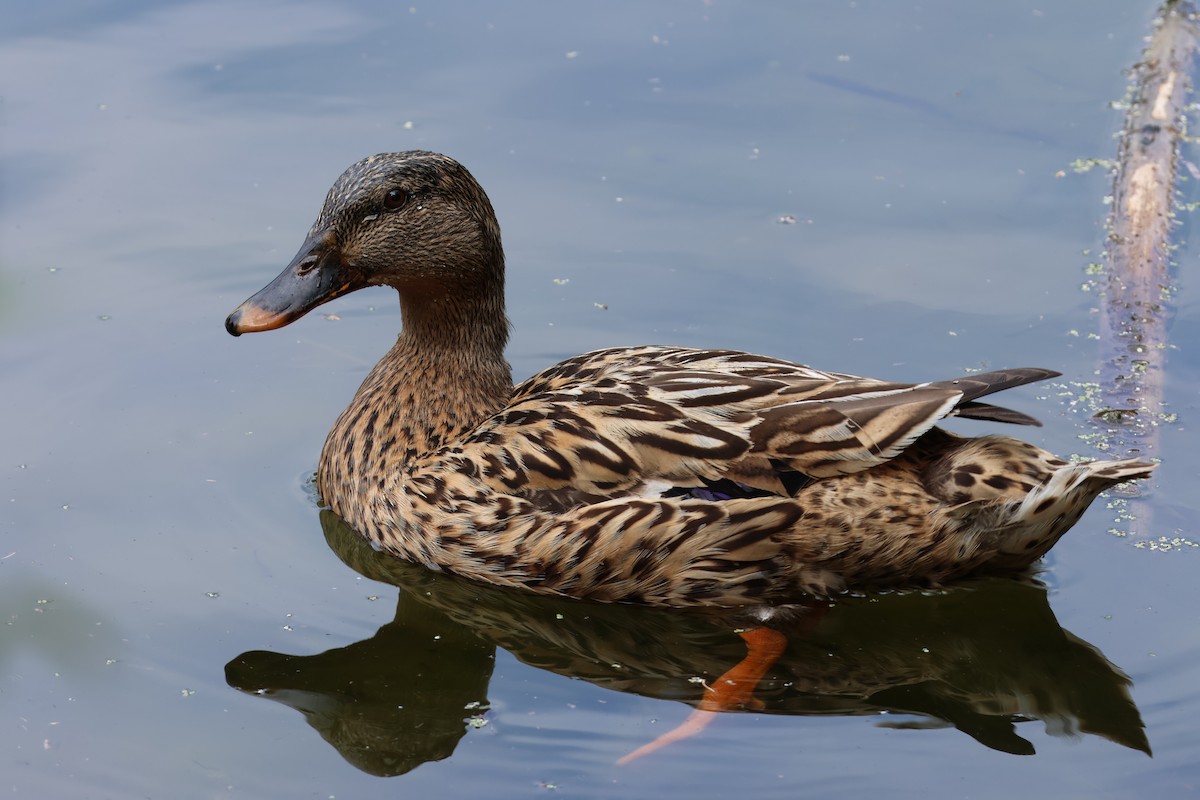 Mottled Duck - ML618725001