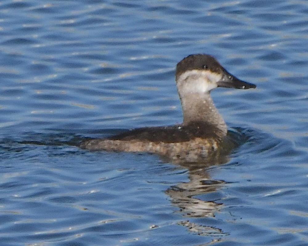 Ruddy Duck - ML618725038