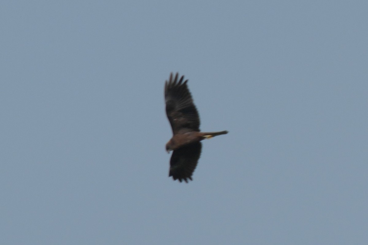 harrier sp. - Krzysztof Kasprzyk