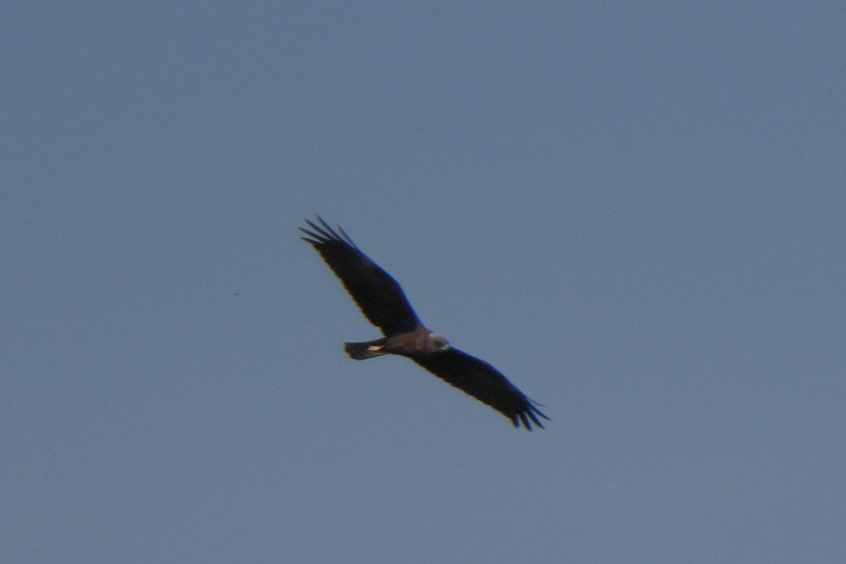 harrier sp. - Krzysztof Kasprzyk