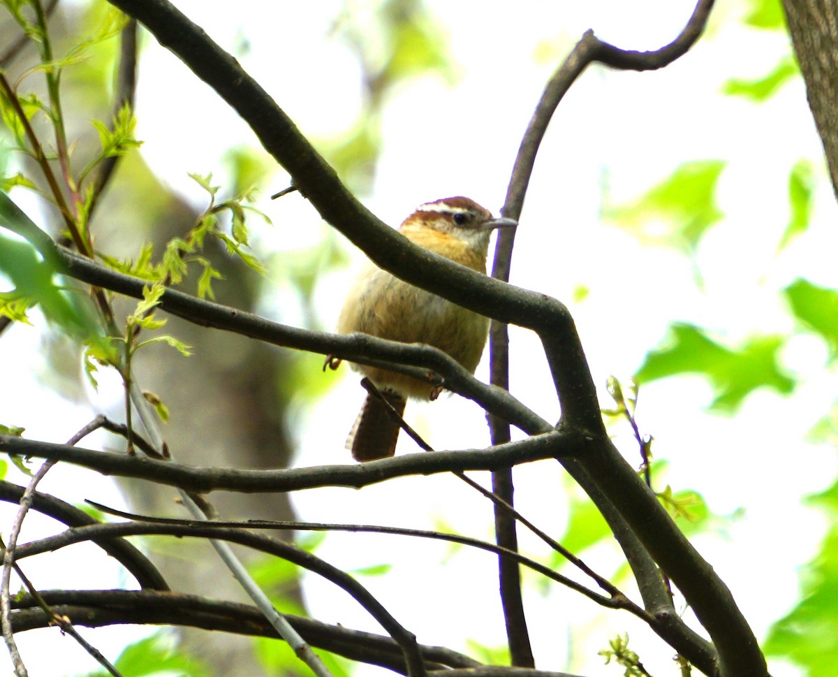 Carolina Wren - ML618725049