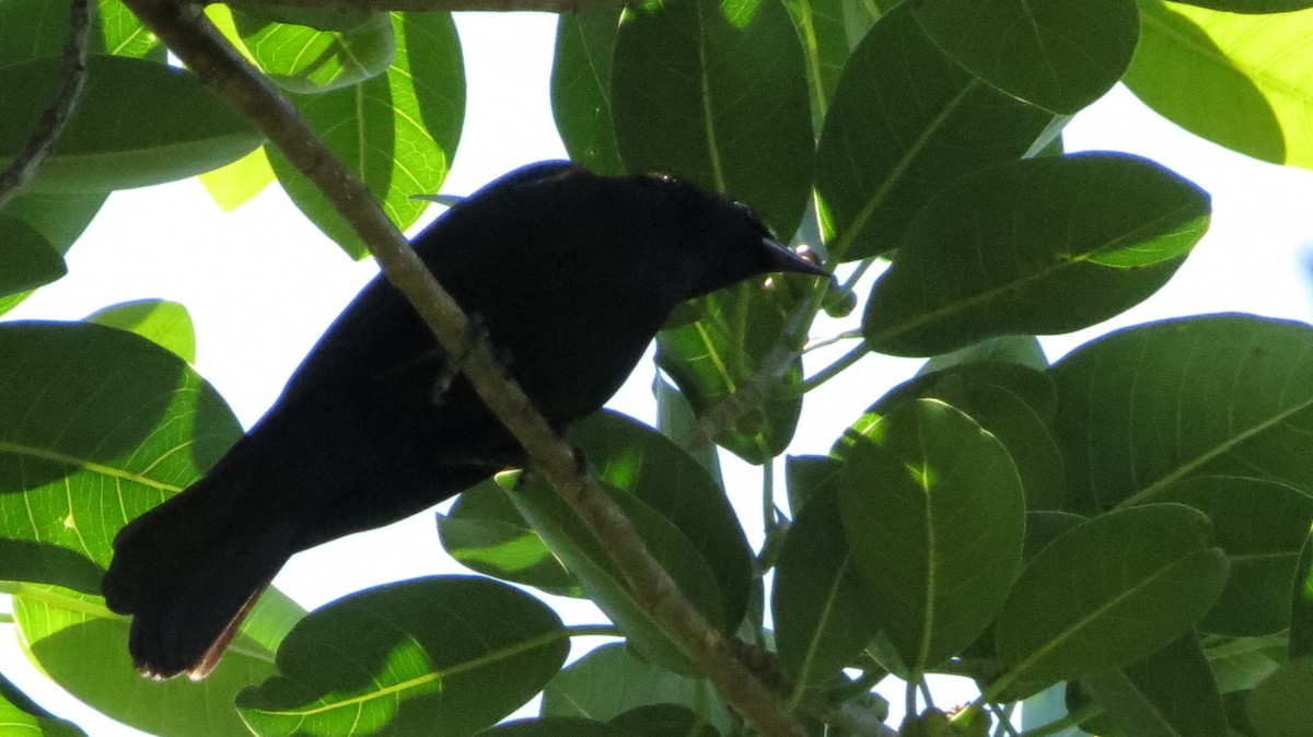 Tawny-shouldered Blackbird - Delvis Toledo