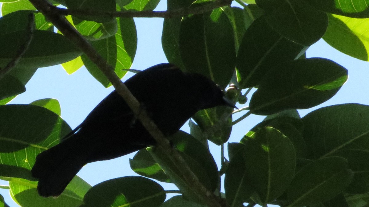 Tawny-shouldered Blackbird - Delvis Toledo
