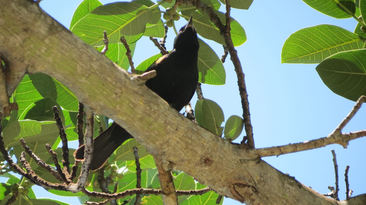 Tawny-shouldered Blackbird - Delvis Toledo
