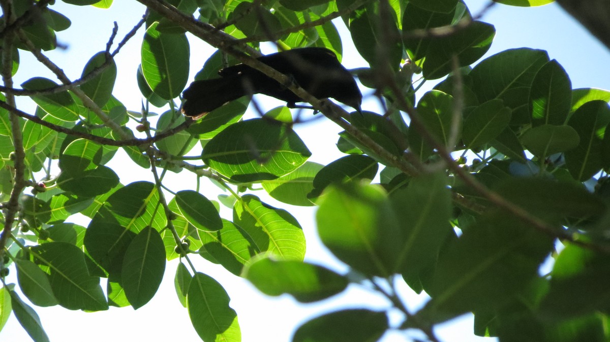 Tawny-shouldered Blackbird - Delvis Toledo