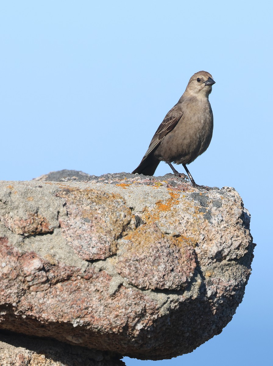 Brown-headed Cowbird - ML618725082