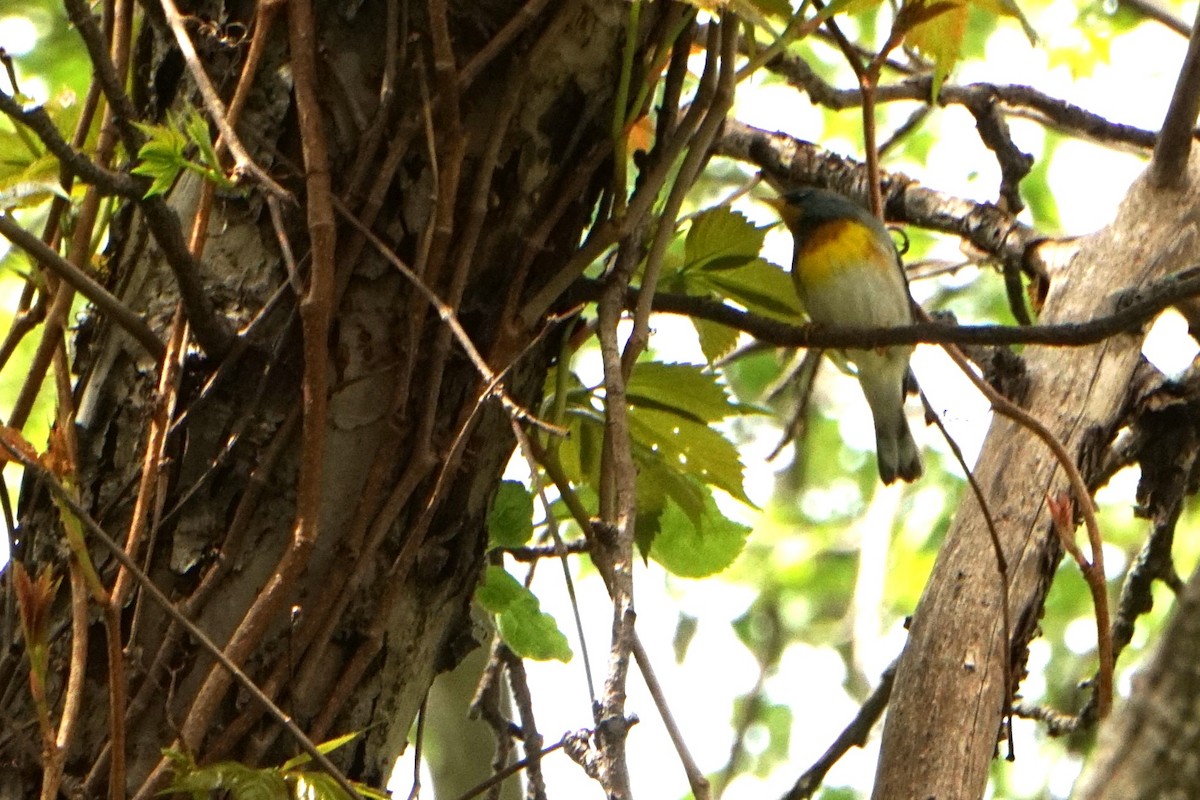 Northern Parula - ML618725099