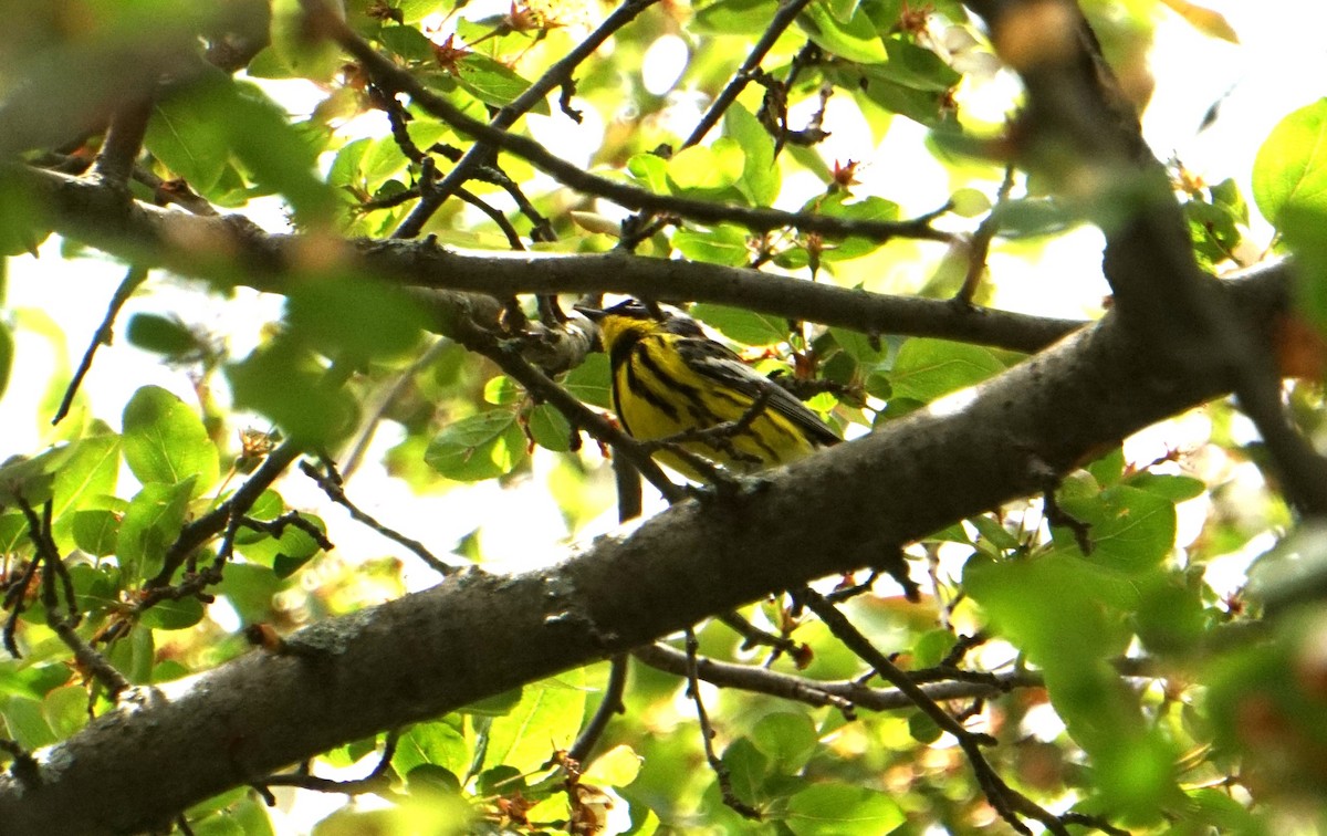 Magnolia Warbler - ML618725113