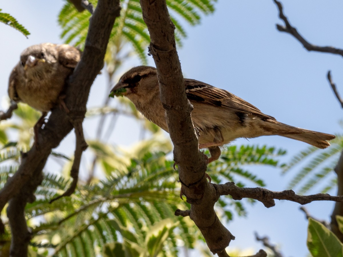 Spanish Sparrow - Kevin McAuliffe