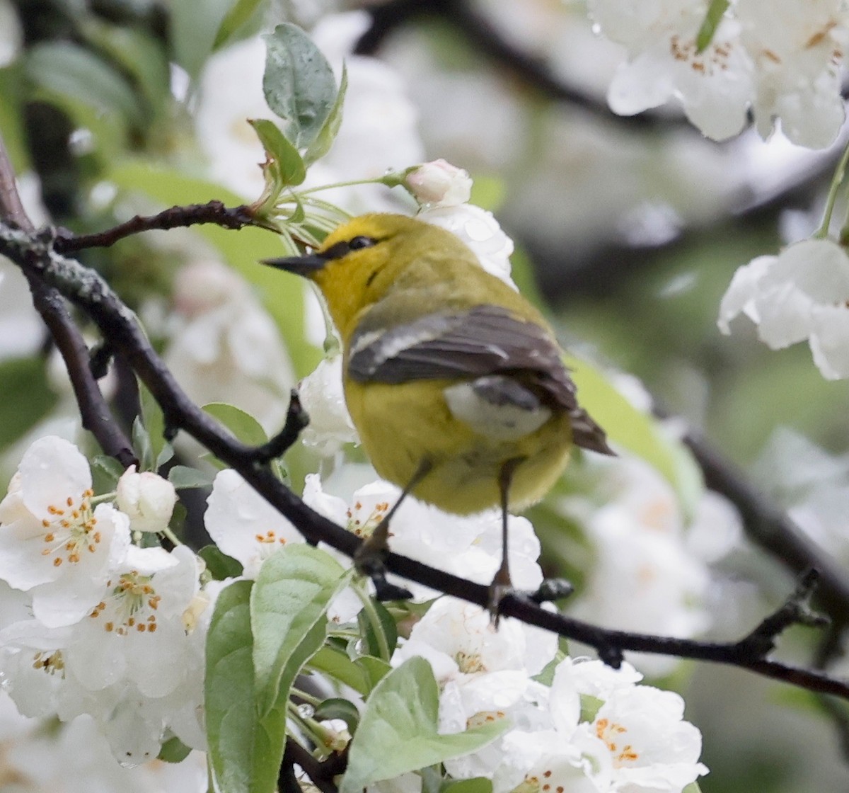 Blue-winged Warbler - ML618725167