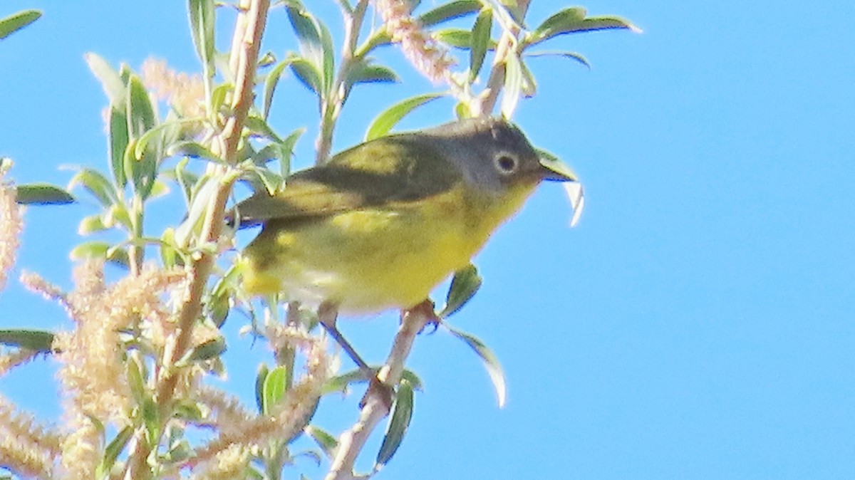 Nashville Warbler - ML618725209