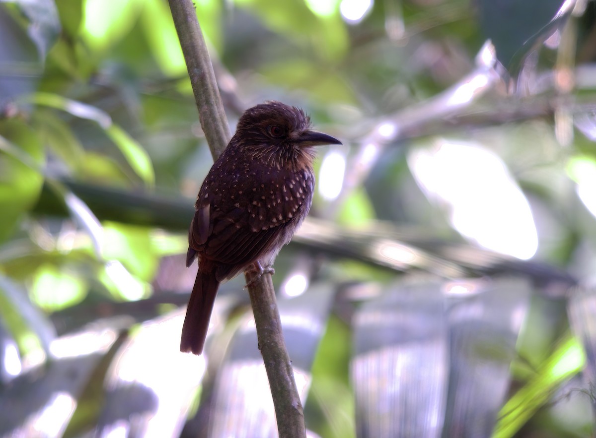 White-whiskered Puffbird - ML618725210