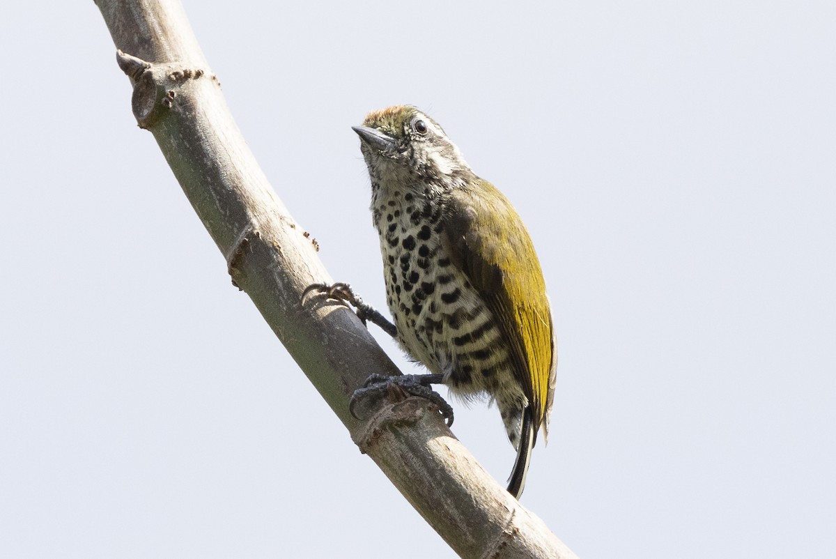 Speckled Piculet - ML618725211