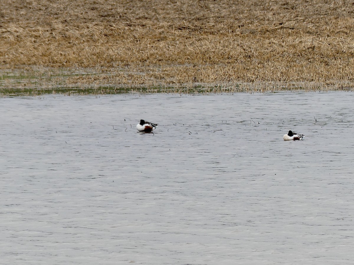 Northern Shoveler - Charles  Crawford