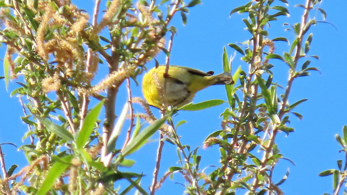 Nashville Warbler - ML618725230