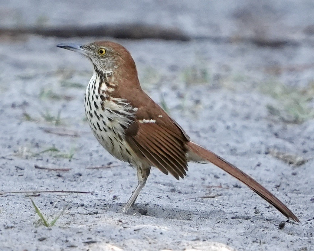 Brown Thrasher - Gloria Markiewicz