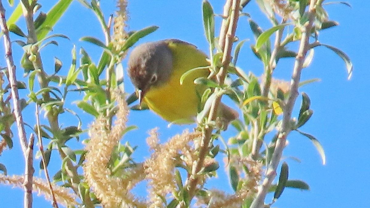 Nashville Warbler - ML618725258