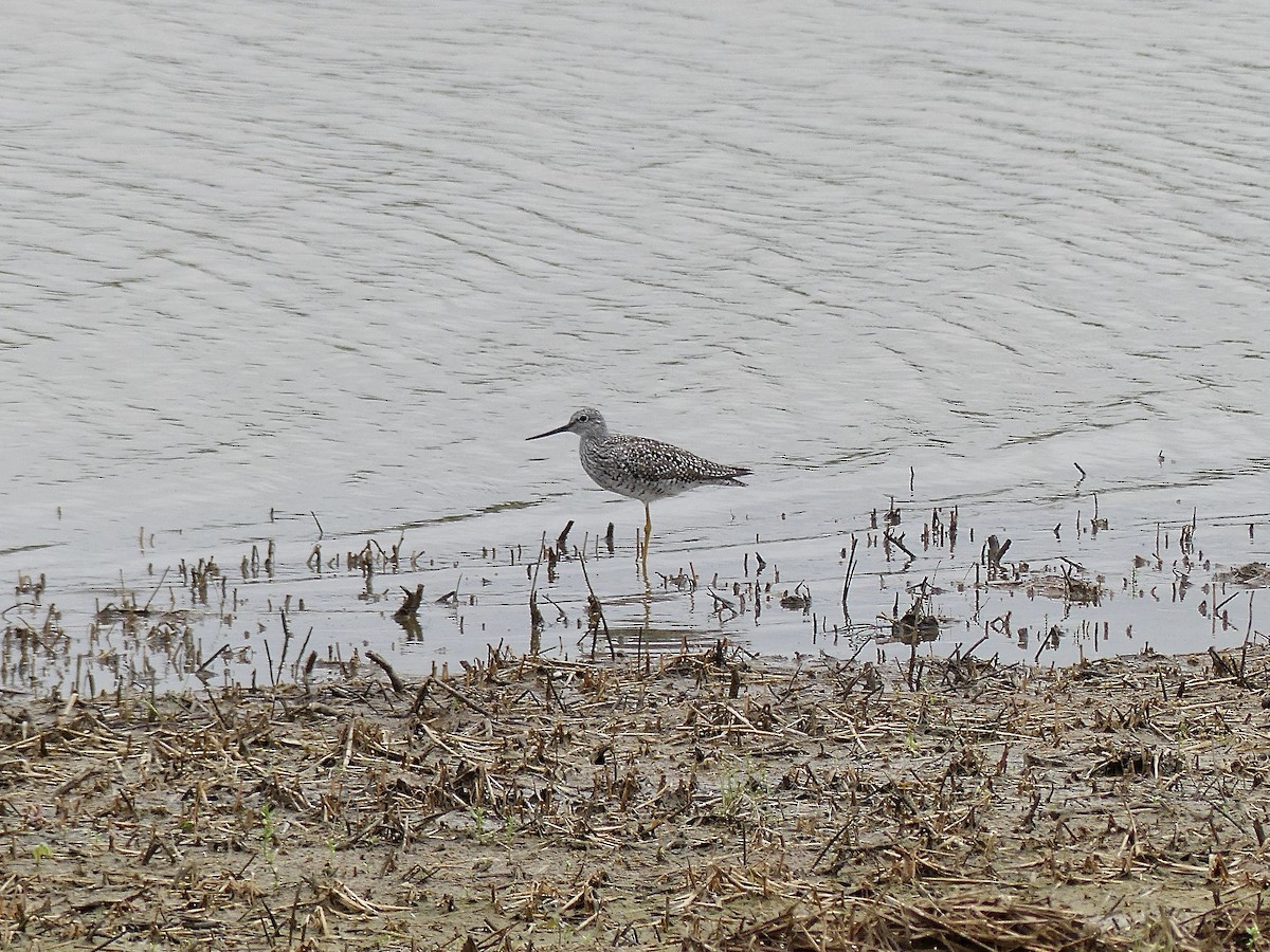 Greater Yellowlegs - Charles  Crawford