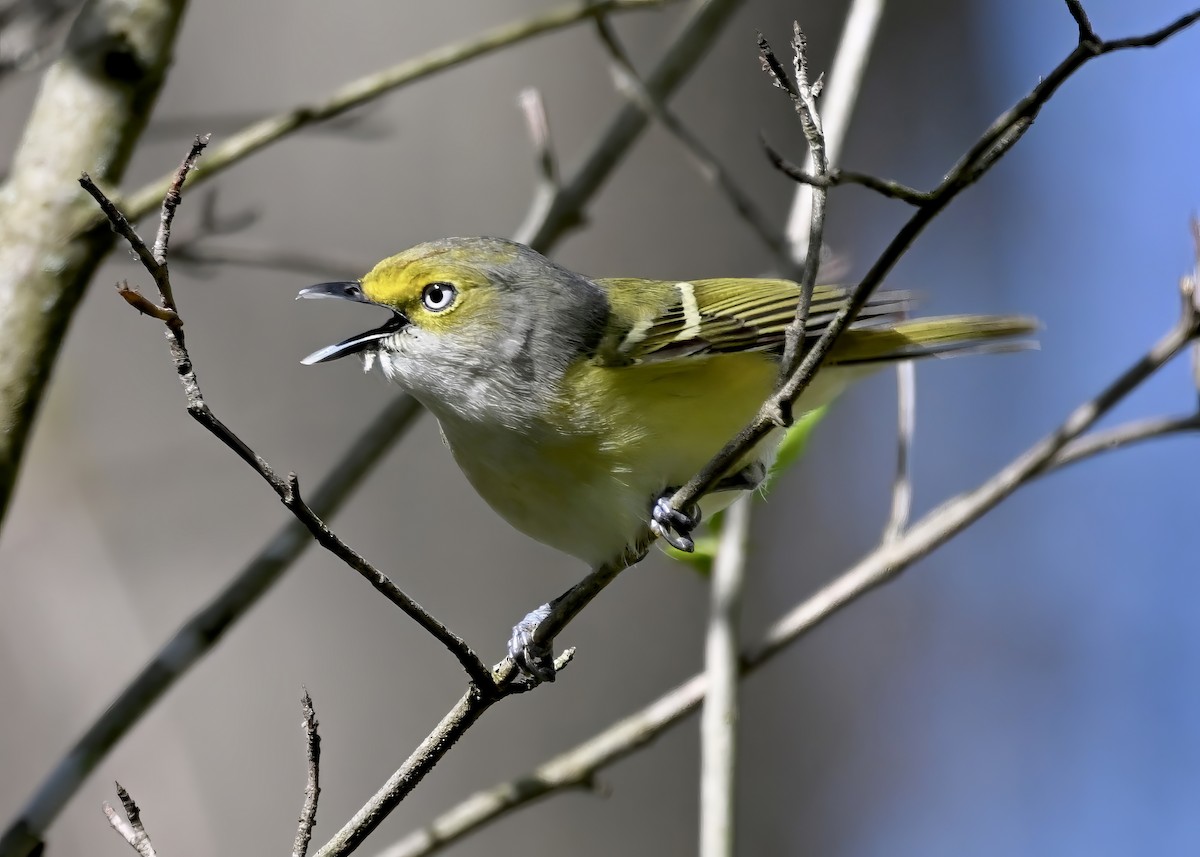 White-eyed Vireo - ML618725272