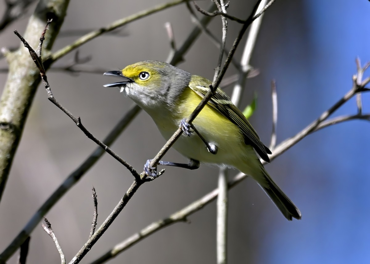 White-eyed Vireo - ML618725275