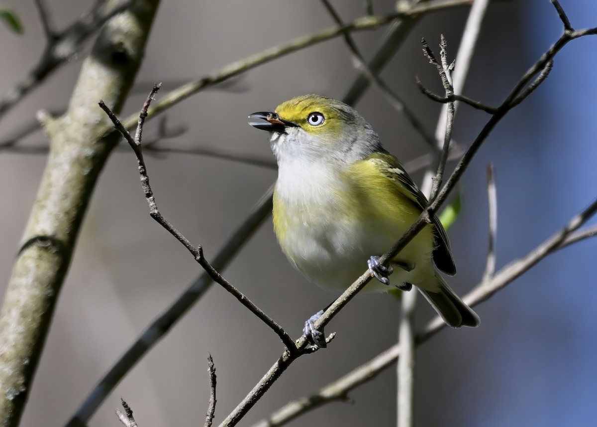 White-eyed Vireo - ML618725278