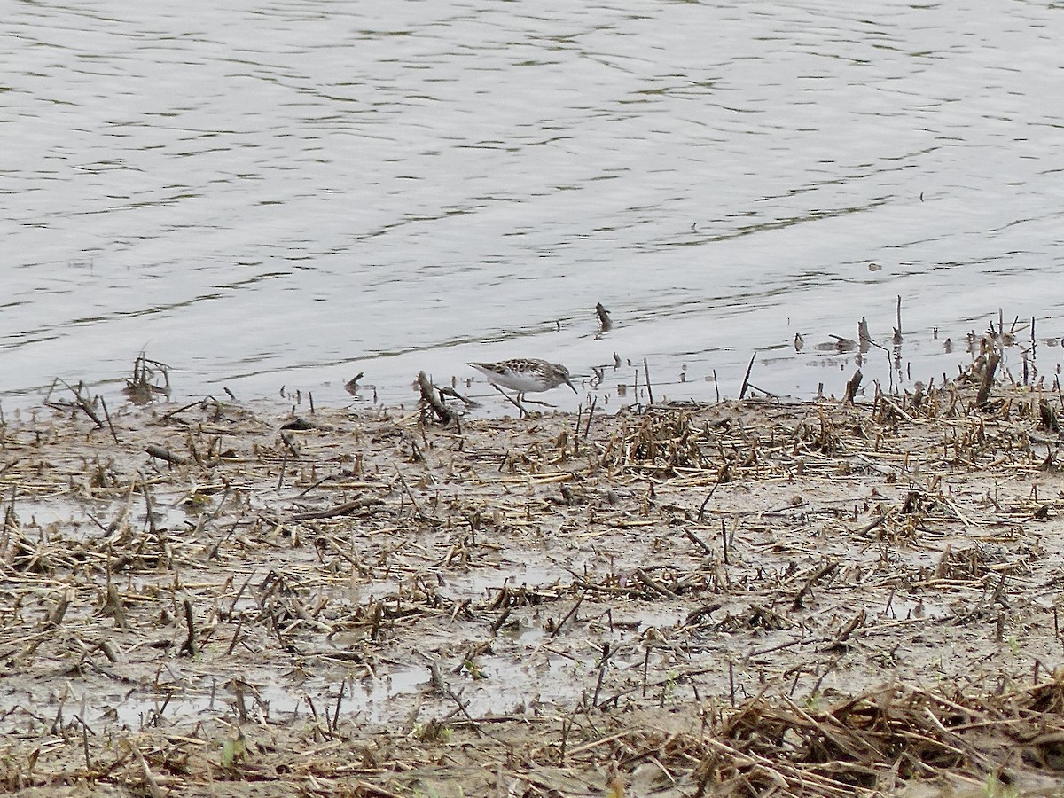 Least Sandpiper - Charles  Crawford