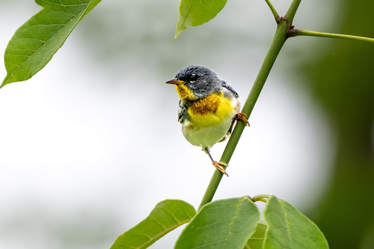 Northern Parula - ML618725288