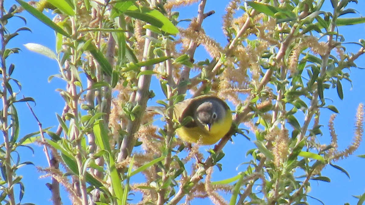 Nashville Warbler - ML618725346