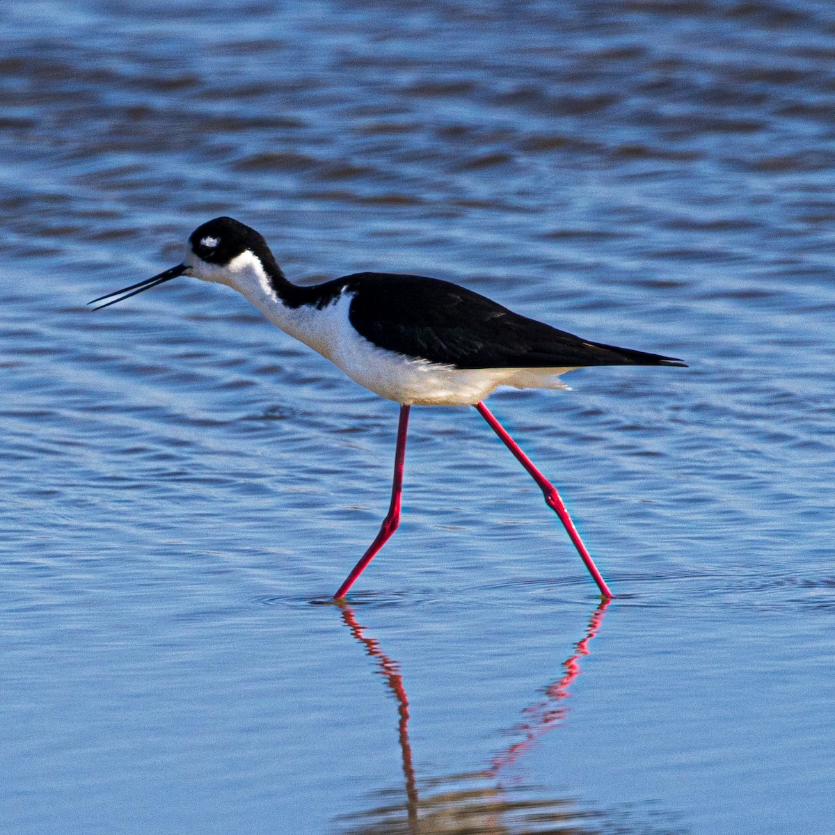 Black-necked Stilt - ML618725357