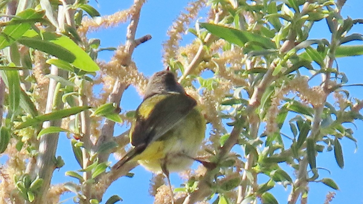 Nashville Warbler - ML618725360