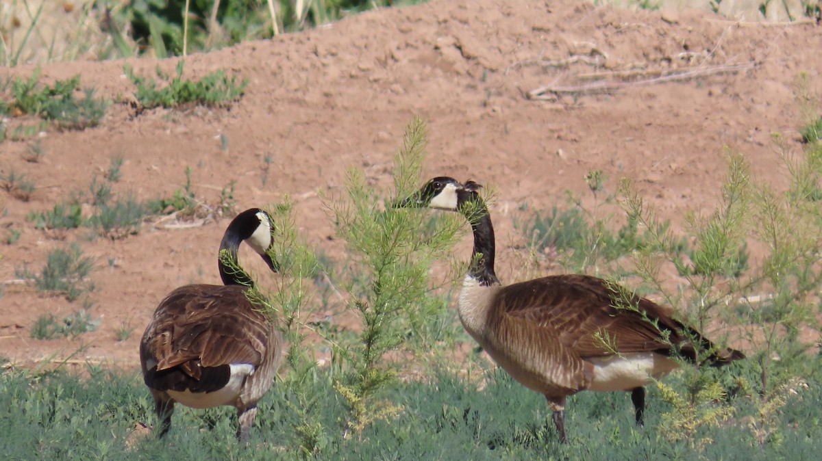 Canada Goose - ML618725372