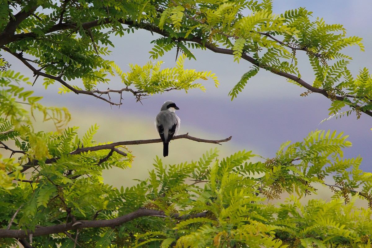 Lesser Gray Shrike - ML618725375