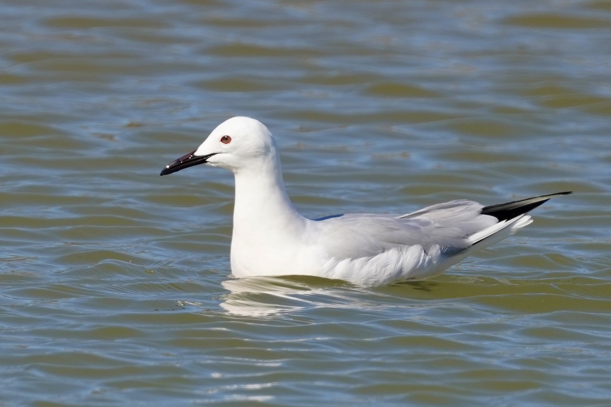 Slender-billed Gull - Daniel Winzeler