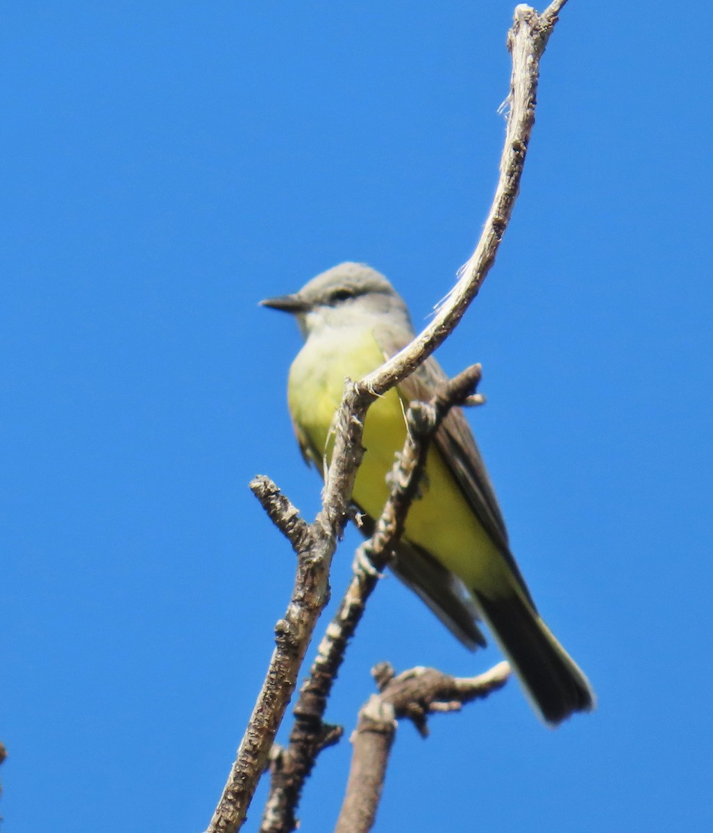 Western Kingbird - ML618725403