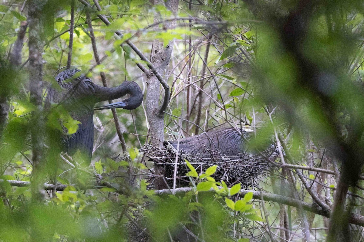 Tricolored Heron - ML618725420