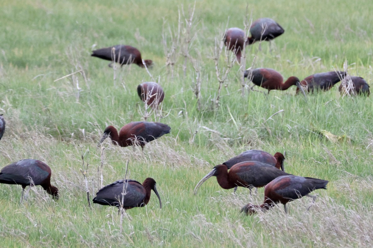 Glossy Ibis - Frank  Kahr