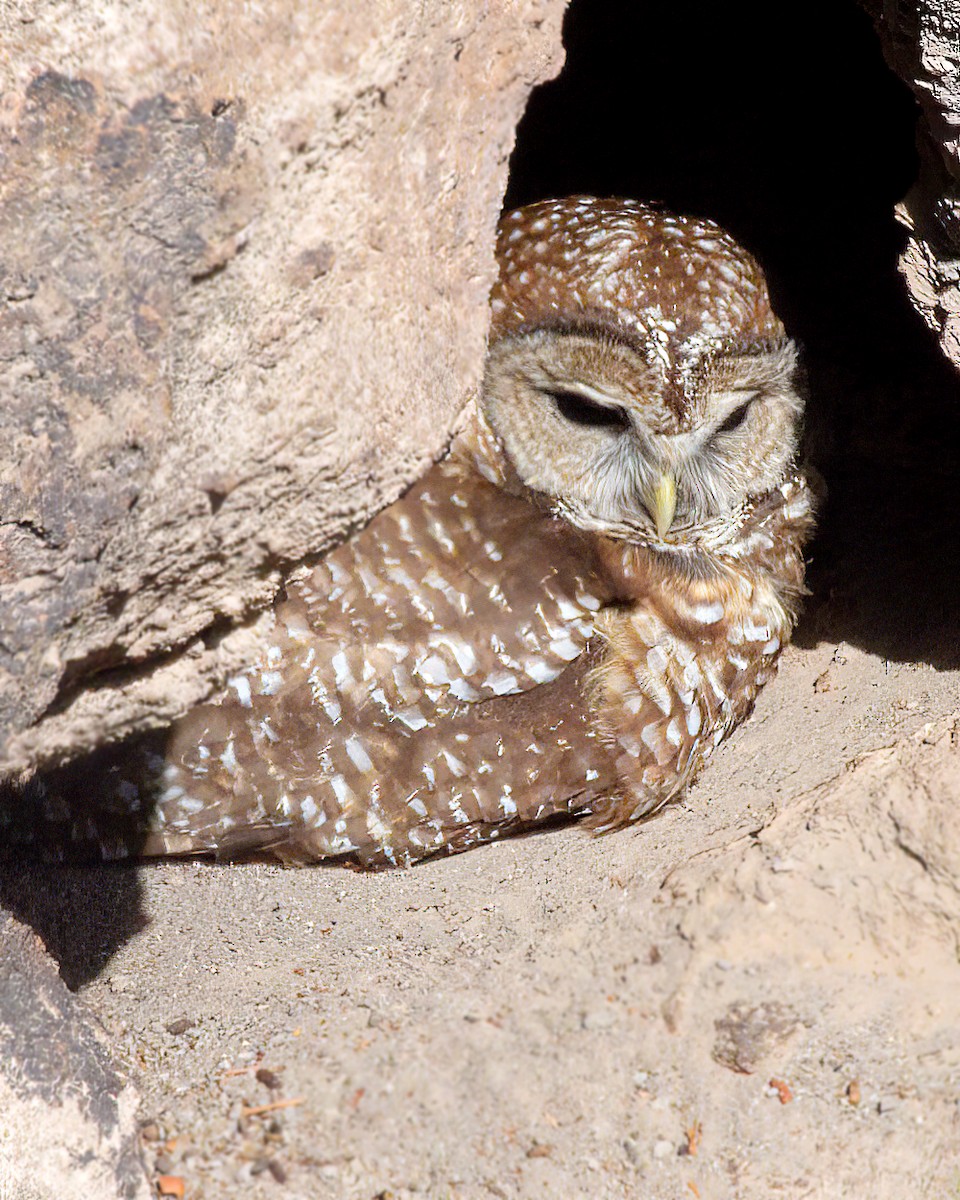 Spotted Owl - ML618725456