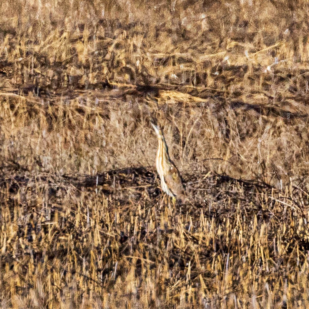 American Bittern - ML618725459