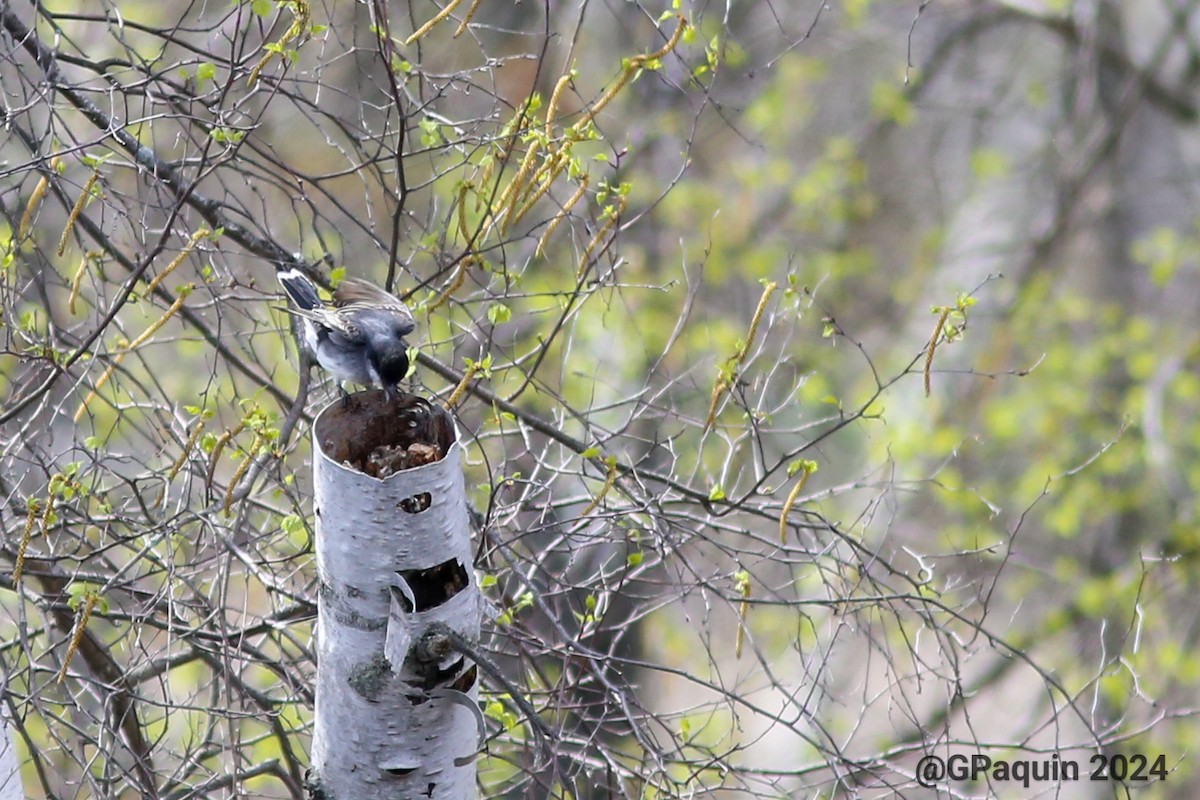 Eastern Kingbird - Guy Paquin