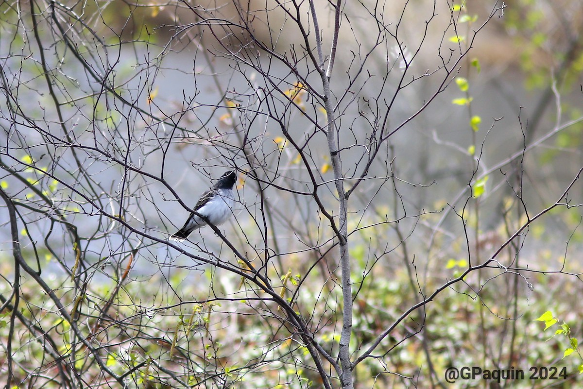 Eastern Kingbird - Guy Paquin