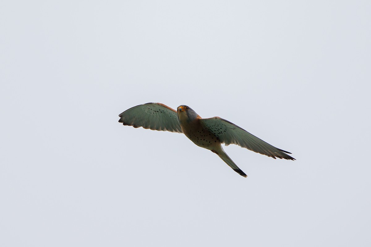 Lesser Kestrel - Giorgi Natsvlishvili